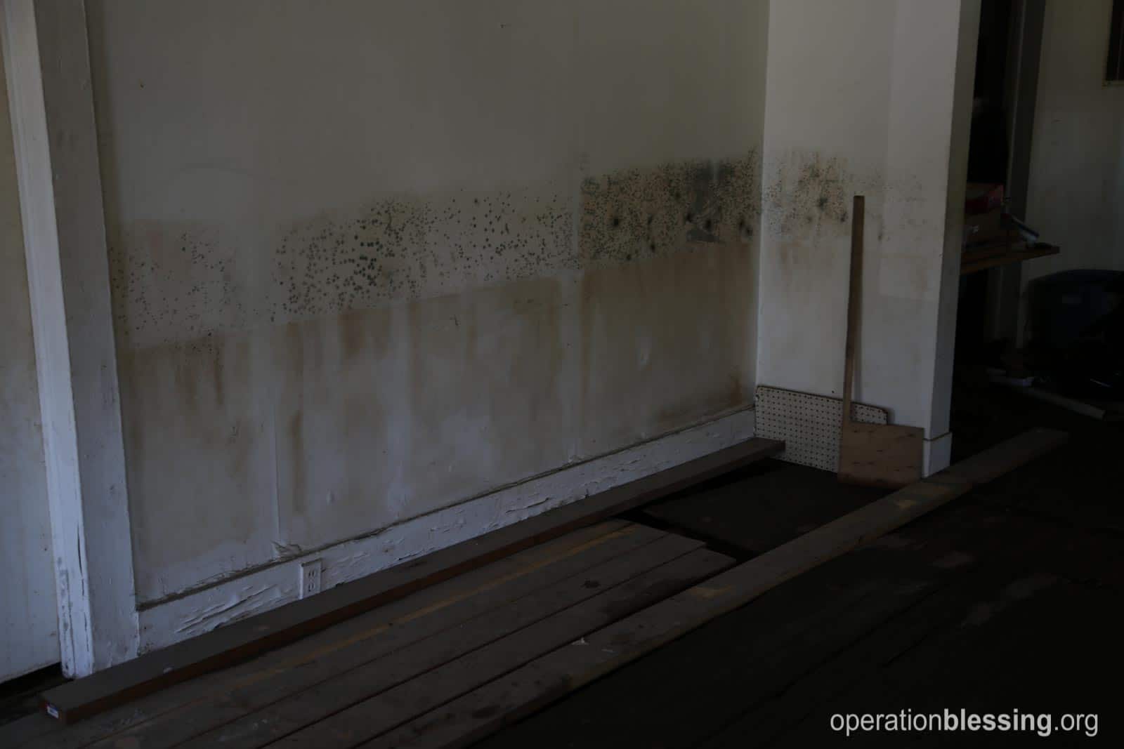 The mold growing in William's house.