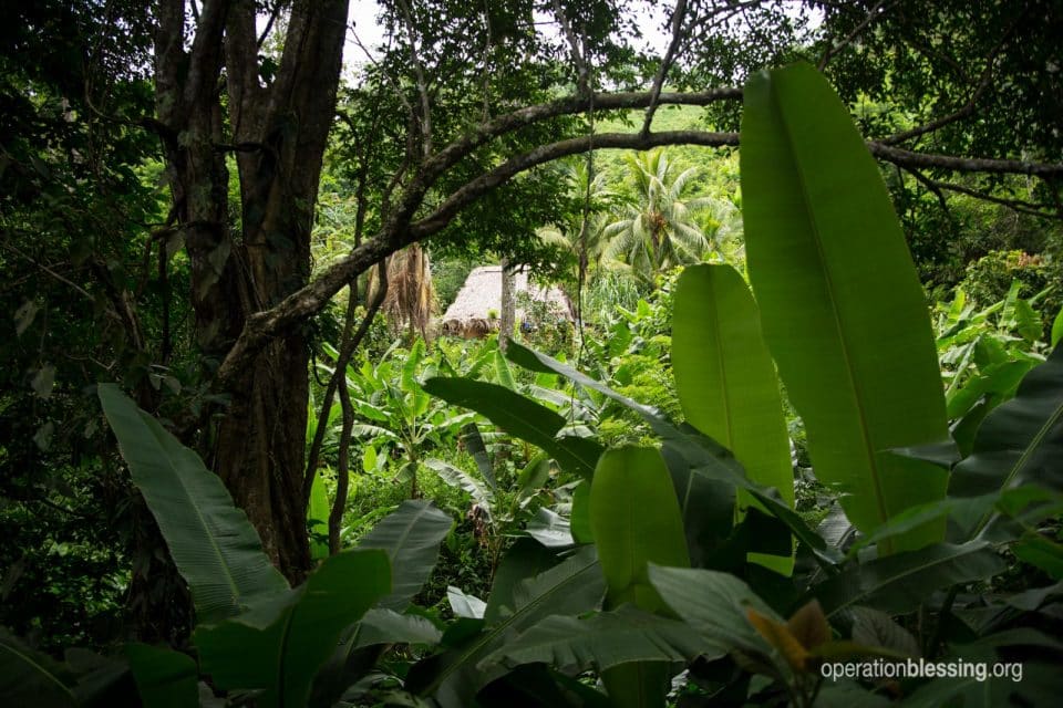 A scene of jungle and a hut in rural Honduras.