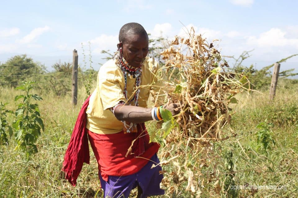 Dora received the gifts of farming and raising chickens.