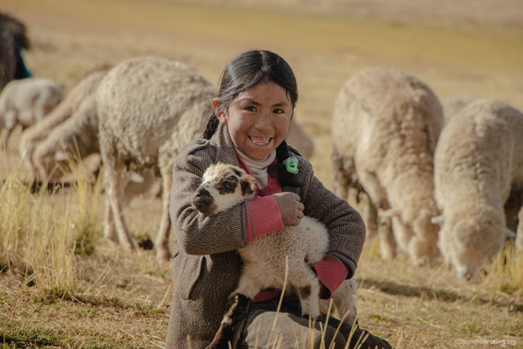 water-pistuni-lamb