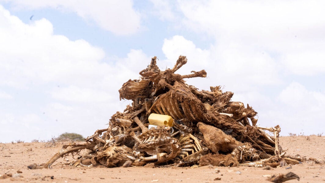 Kenya drought dying wild life
