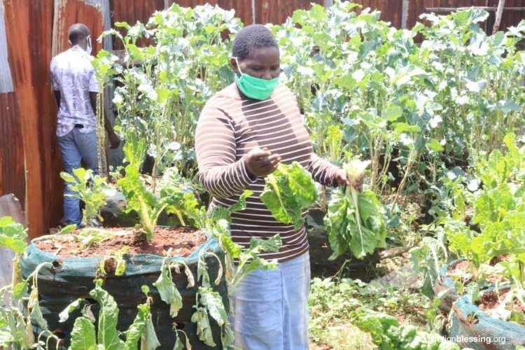 sacks gardens in kenya