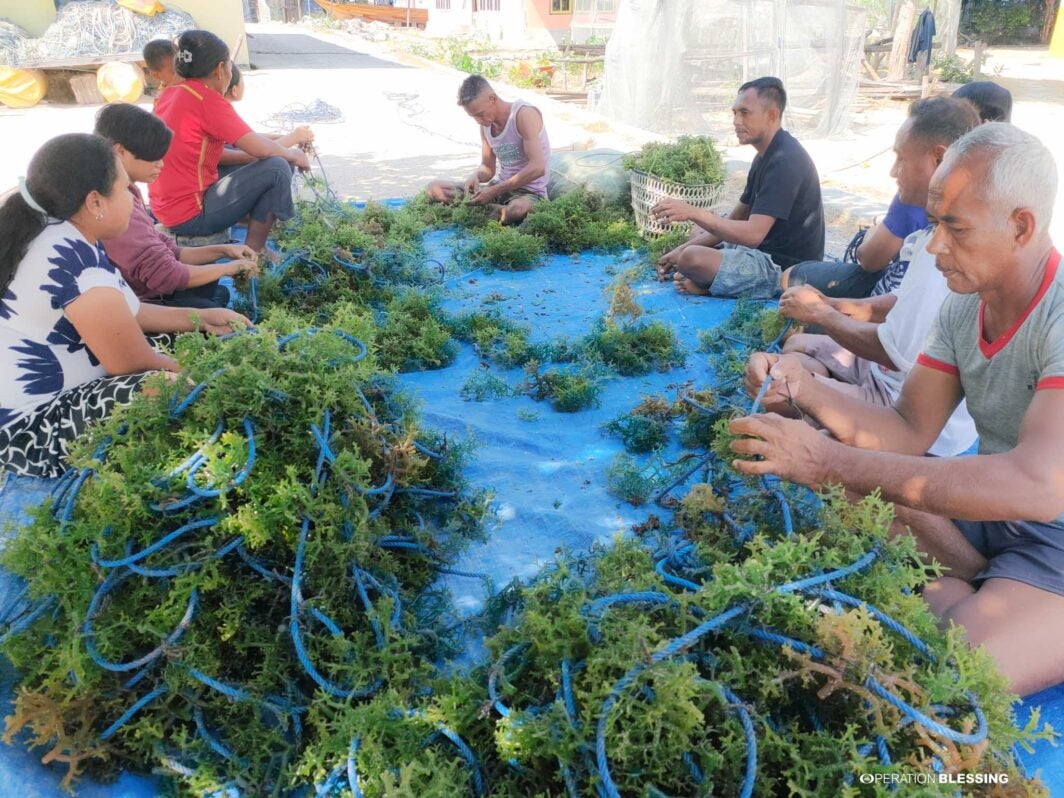 seaweed farming in indonesia