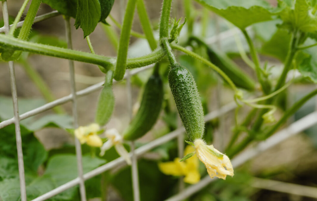 Vertical-Gardening