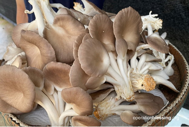 mushroom farming 