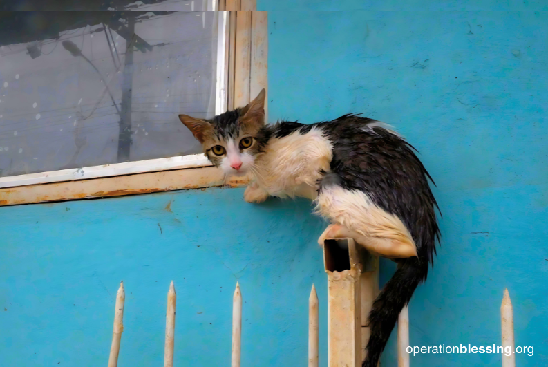 Brazil flood pet rescue