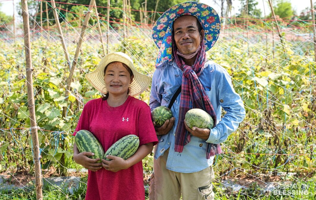 Thailand Cucumbers_harvest