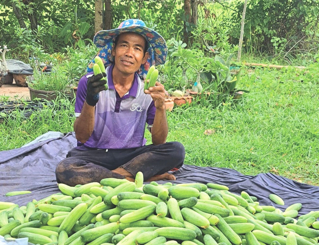 cucumber farm
