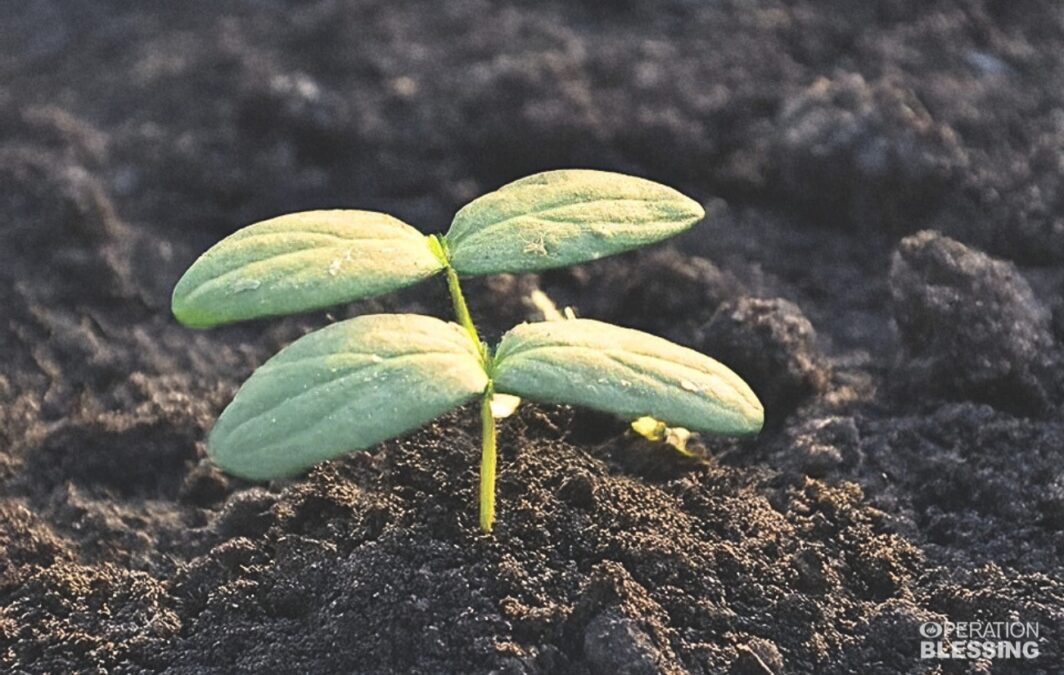 growing cucumbers