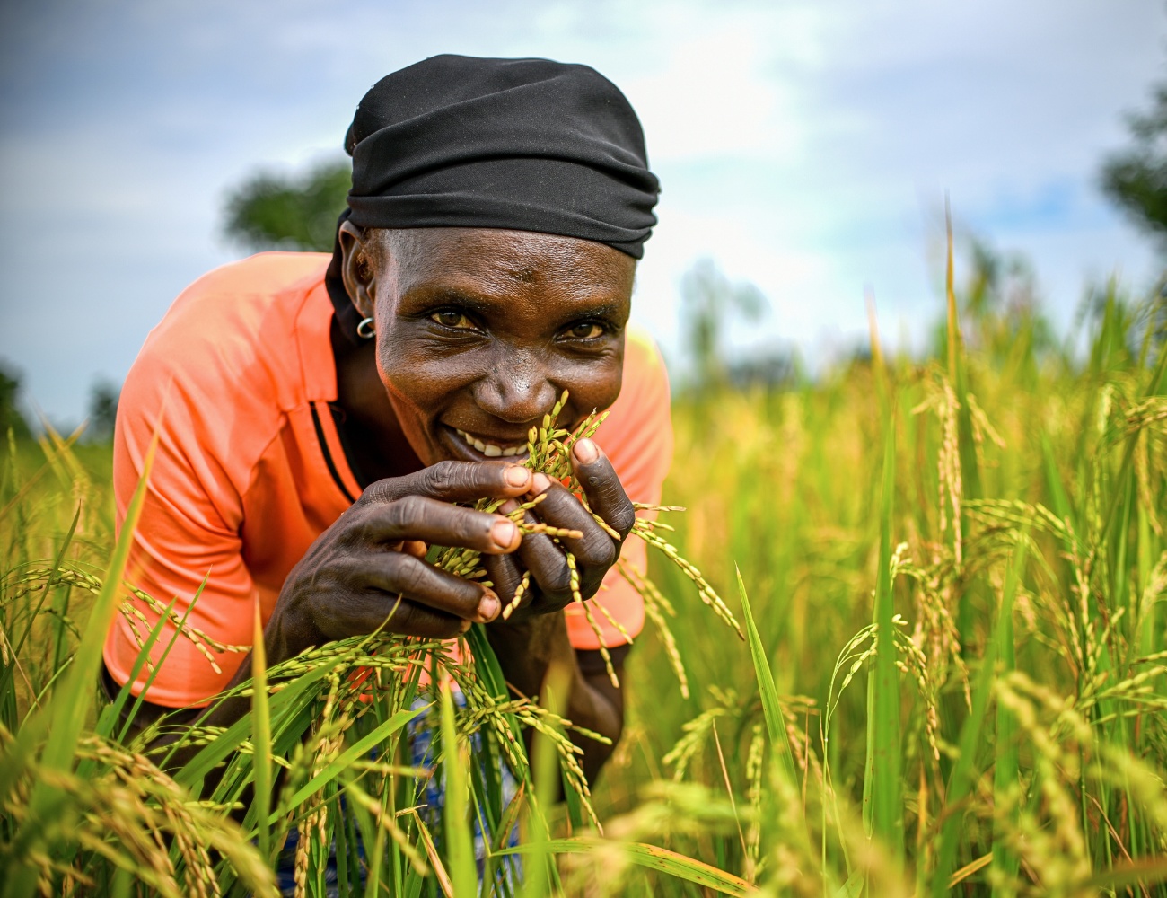 Gombi farming project